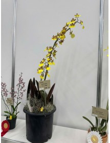 Trichocentum splendium 'FN - Beat' – Vũ nữ vàng rực rỡ, dáng hoa độc đáo - TG