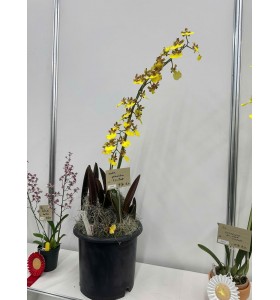 Trichocentum splendium 'FN - Beat' &ndash; Vũ nữ v&agrave;ng rực rỡ, d&aacute;ng hoa độc đ&aacute;o - TG