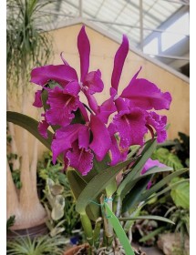 C. maxima red – Sắc đỏ quyến rũ của nữ hoàng Cattleya - TG