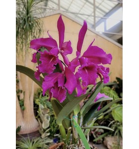 C. maxima red &ndash; Sắc đỏ quyến rũ của nữ ho&agrave;ng Cattleya - TG