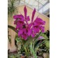C. maxima red – Sắc đỏ quyến rũ của nữ hoàng Cattleya - TG