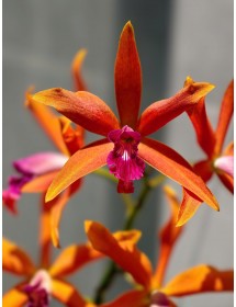 L. cinnabarina – Sắc cam lửa nổi bật | Bán theo cụm 2 thân - TG