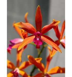 L. cinnabarina &ndash; Sắc cam lửa nổi bật | B&aacute;n theo cụm 2 th&acirc;n - TG