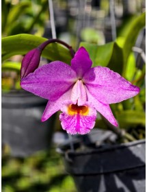 Lc. Ron Kaufmann ( BÁN CỤM 2 THÂN ) – Vẻ đẹp lai tạo hoàn hảo, sắc tím rực rỡ - TG