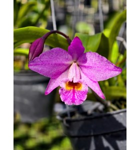 Lc. Ron Kaufmann ( B&Aacute;N CỤM 2 TH&Acirc;N ) &ndash; Vẻ đẹp lai tạo ho&agrave;n hảo, sắc t&iacute;m rực rỡ - TG