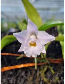 Laelia alaorii nhập Brazil – Vẻ đẹp thanh khiết của lan rừng Nam Mỹ - TG