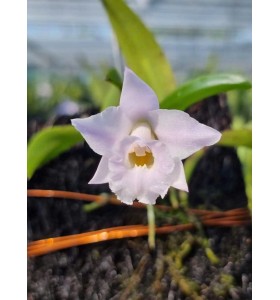 Laelia alaorii nhập Brazil &ndash; Vẻ đẹp thanh khiết của lan rừng Nam Mỹ - TG