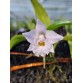 Laelia alaorii nhập Brazil – Vẻ đẹp thanh khiết của lan rừng Nam Mỹ - TG