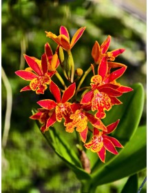 Sunkiss – Sắc đỏ cam rực rỡ, nổi bật mọi không gian - TG