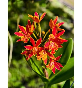 Sunkiss &ndash; Sắc đỏ cam rực rỡ, nổi bật mọi kh&ocirc;ng gian - TG