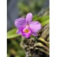 Cattleya Orpetii-alaorii - TG