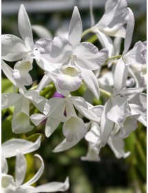 Gur. skinneri var. albescens &ndash; Vẻ đẹp trắng hồng thanh tao, chuẩn lan sưu tầm - TG