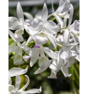 Gur. skinneri var. albescens &ndash; Vẻ đẹp trắng hồng thanh tao, chuẩn lan sưu tầm - TG