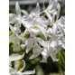 Gur. skinneri var. albescens – Vẻ đẹp trắng hồng thanh tao, chuẩn lan sưu tầm - TG