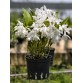 Gur. skinneri var. albescens – Vẻ đẹp trắng hồng thanh tao, chuẩn lan sưu tầm - TG