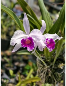Lc. Welsiana nhập Mỹ &ndash;B&Aacute;N THEO HƯỚNG 2 TH&Acirc;N - Cattleya lai sắc m&agrave;u rực rỡ, form hoa chuẩn đẹp - TG