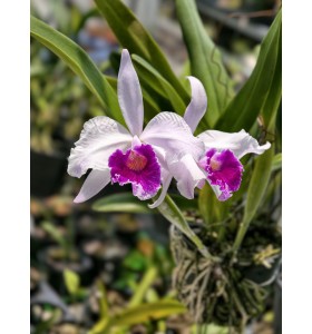 Lc. Welsiana nhập Mỹ &ndash;B&Aacute;N THEO HƯỚNG 2 TH&Acirc;N - Cattleya lai sắc m&agrave;u rực rỡ, form hoa chuẩn đẹp - TG