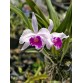 Lc. Welsiana nhập Mỹ –BÁN THEO HƯỚNG 2 THÂN - Cattleya lai sắc màu rực rỡ, form hoa chuẩn đẹp - TG