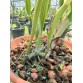 C. dowiana aurea - TG