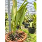 C. dowiana aurea - TG