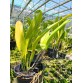 C. dowiana aurea - TG