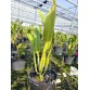C. dowiana aurea - TG