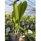 C. dowiana aurea - TG