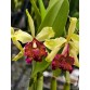 C. dowiana aurea - TG