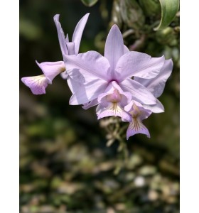 Cattleya Nobilior var. Amaliae &ndash; Tuyệt Phẩm Cattleya Mini Từ Brazil - TG