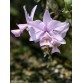 Cattleya Nobilior var. Amaliae – Tuyệt Phẩm Cattleya Mini Từ Brazil - TG