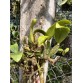 Cattleya Nobilior var. Amaliae – Tuyệt Phẩm Cattleya Mini Từ Brazil - TG