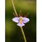 Tetramicra canaliculata – Lan Mini Độc Lạ Hoa Hồng Nhạt Dáng Thanh Nhẹ - TG