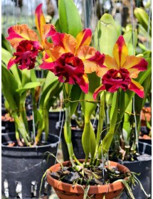 Rlc. Toshie Aoki &lsquo;Starburst&rsquo; AM/AOS &ndash; Si&ecirc;u phẩm Cattleya hoa sao rực rỡ - TG