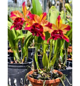 Rlc. Toshie Aoki &lsquo;Starburst&rsquo; AM/AOS &ndash; Si&ecirc;u phẩm Cattleya hoa sao rực rỡ - TG