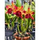 Rlc. Toshie Aoki ‘Starburst’ AM/AOS – Siêu phẩm Cattleya hoa sao rực rỡ - TG
