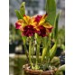 Rlc. Toshie Aoki ‘Starburst’ AM/AOS – Siêu phẩm Cattleya hoa sao rực rỡ - TG