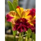 Rlc. Toshie Aoki ‘Starburst’ AM/AOS – Siêu phẩm Cattleya hoa sao rực rỡ - TG