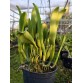 Rlc. Toshie Aoki ‘Starburst’ AM/AOS – Siêu phẩm Cattleya hoa sao rực rỡ - TG