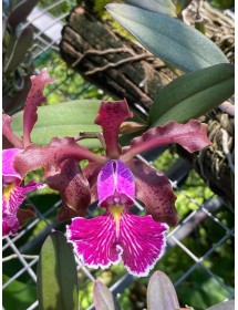 C. schilleriana h&agrave;ng Brazil &ndash; Hương thơm quyến rũ, hoa đậm chất rừng - TG
