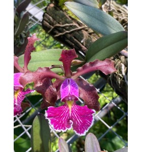 C. schilleriana h&agrave;ng Brazil &ndash; Hương thơm quyến rũ, hoa đậm chất rừng - TG