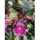 C. schilleriana hàng Brazil – Hương thơm quyến rũ, hoa đậm chất rừng - TG