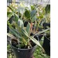 C. schilleriana hàng Brazil – Hương thơm quyến rũ, hoa đậm chất rừng - TG