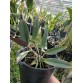C. schilleriana hàng Brazil – Hương thơm quyến rũ, hoa đậm chất rừng - TG