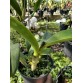 C. Tsiku Verbena ‘Ta Kagi’ – Cattleya xưa hương thơm cổ điển, hoa duyên dáng - TG