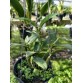 C. Tsiku Verbena ‘Ta Kagi’ – Cattleya xưa hương thơm cổ điển, hoa duyên dáng - TG