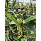 C. Tsiku Verbena ‘Ta Kagi’ – Cattleya xưa hương thơm cổ điển, hoa duyên dáng - TG