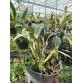 C. Tsiku Verbena ‘Ta Kagi’ – Cattleya xưa hương thơm cổ điển, hoa duyên dáng - TG