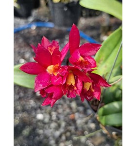 C. Tsiku Verbena &lsquo;Ta Kagi&rsquo; &ndash; Cattleya xưa hương thơm cổ điển, hoa duy&ecirc;n d&aacute;ng - TG