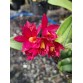 C. Tsiku Verbena ‘Ta Kagi’ – Cattleya xưa hương thơm cổ điển, hoa duyên dáng - TG