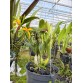 Cattleya Kyoguchi – Sắc hoa nổi bật, form đẹp dễ chơi - TG